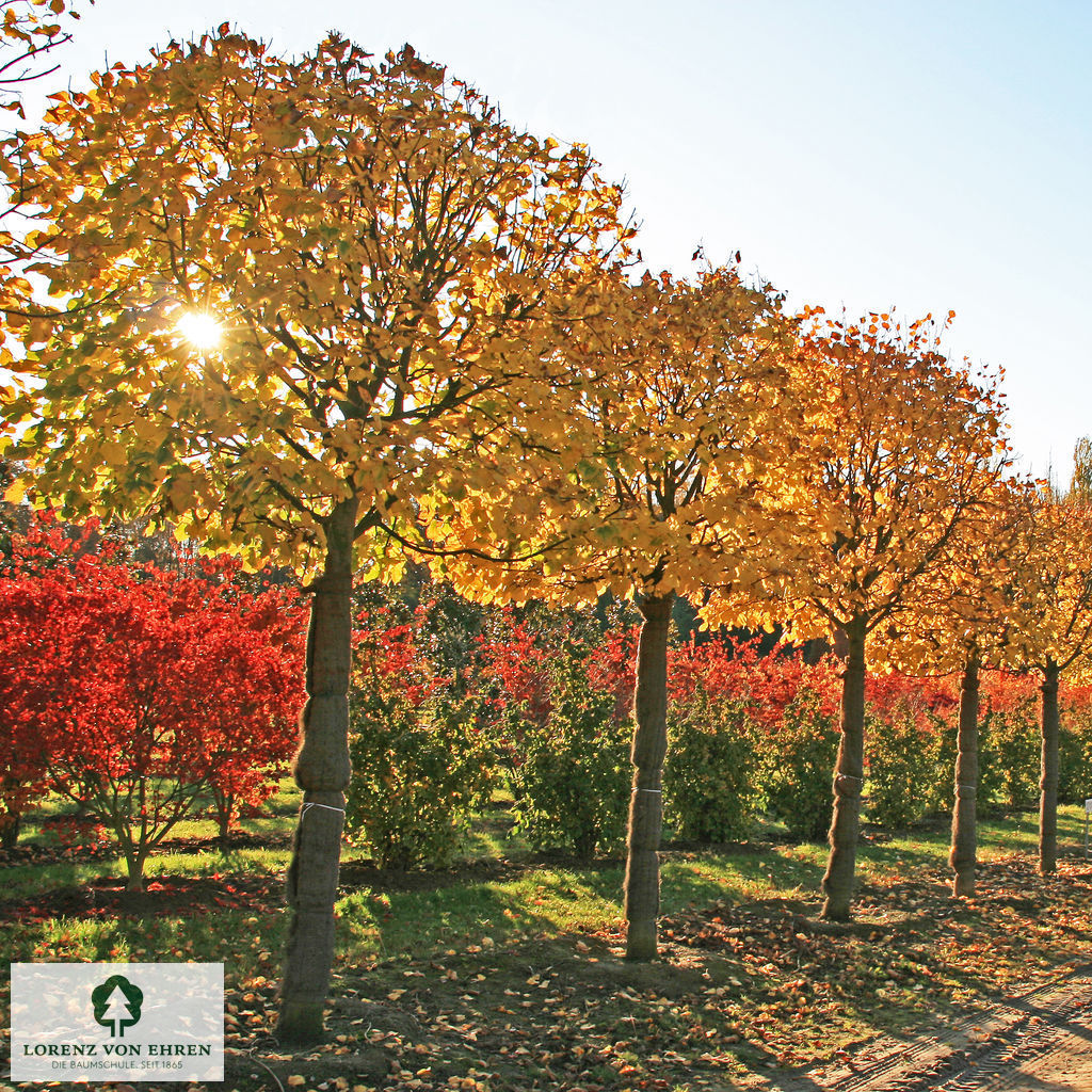 Tilia platyphyllos