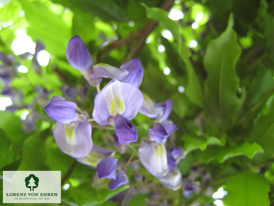 Wisteria sinensis