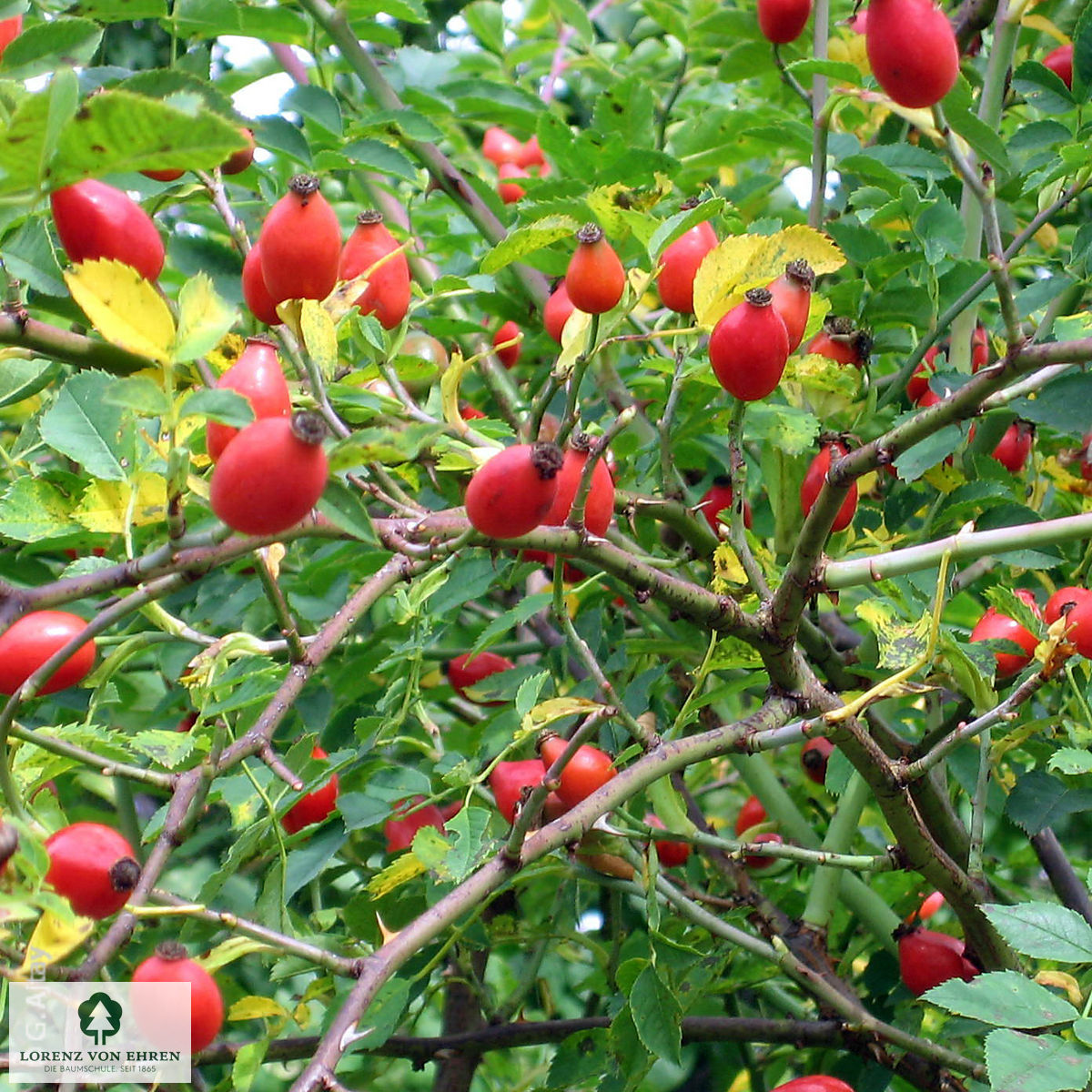 Rosa canina