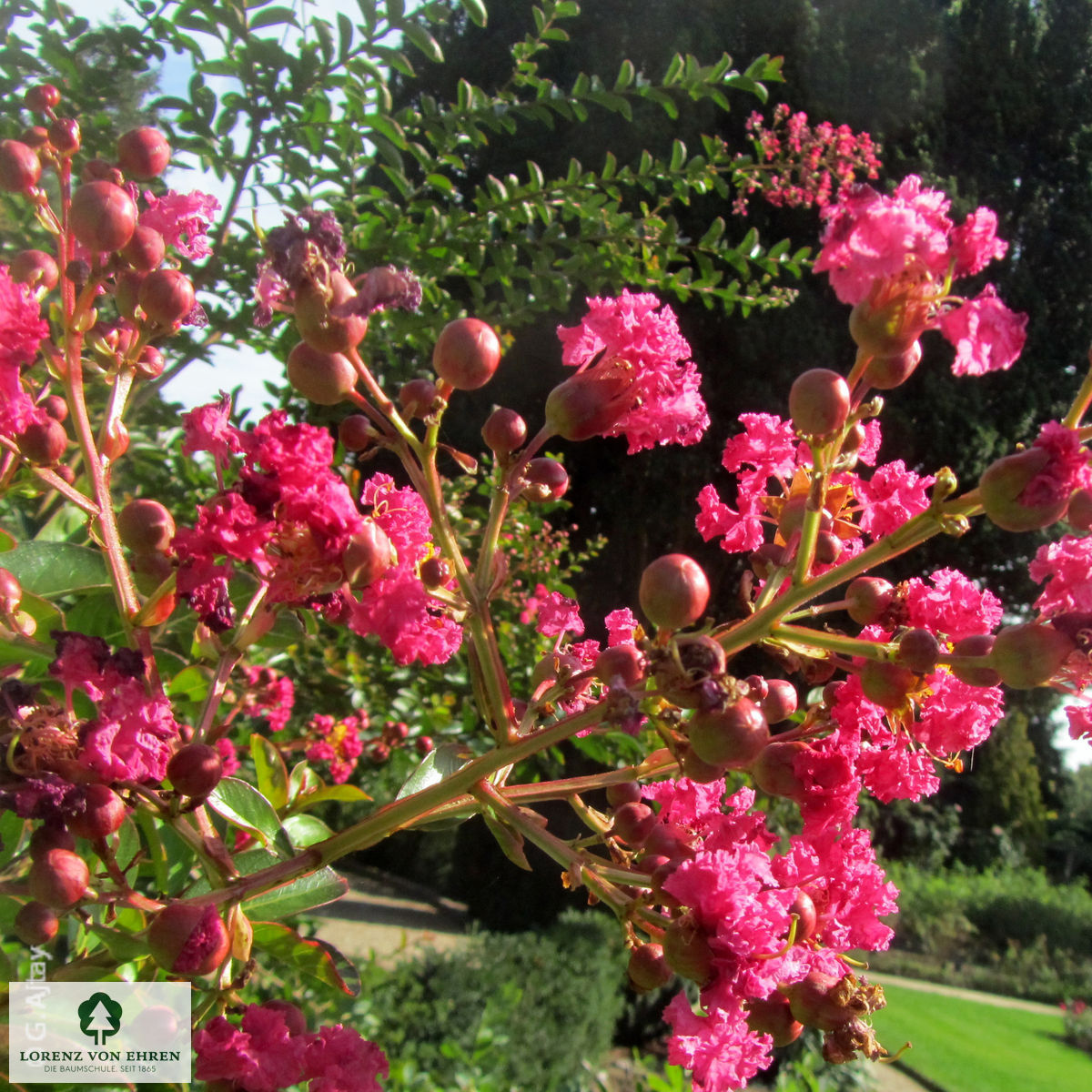 Lagerstroemia indica 'in Farben'