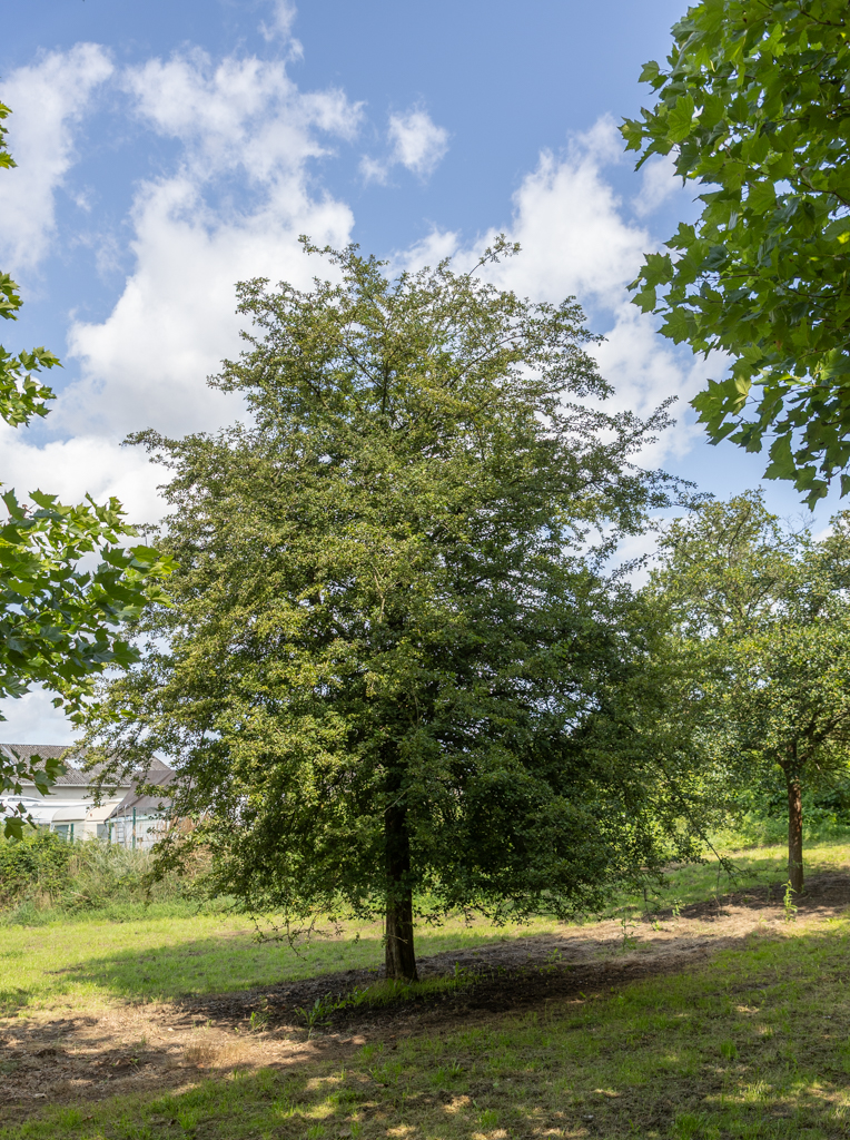 Crataegus monogyna Unikat