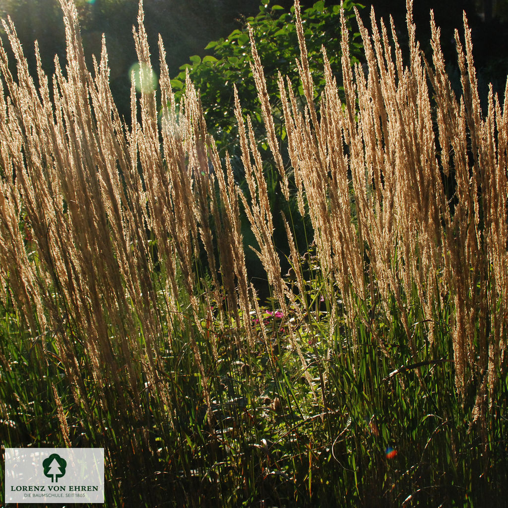 Calamagrostis acutiflora 'Karl Foerster'