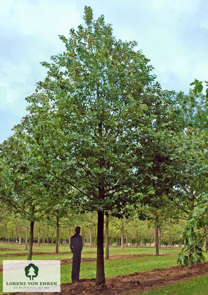 Quercus petraea