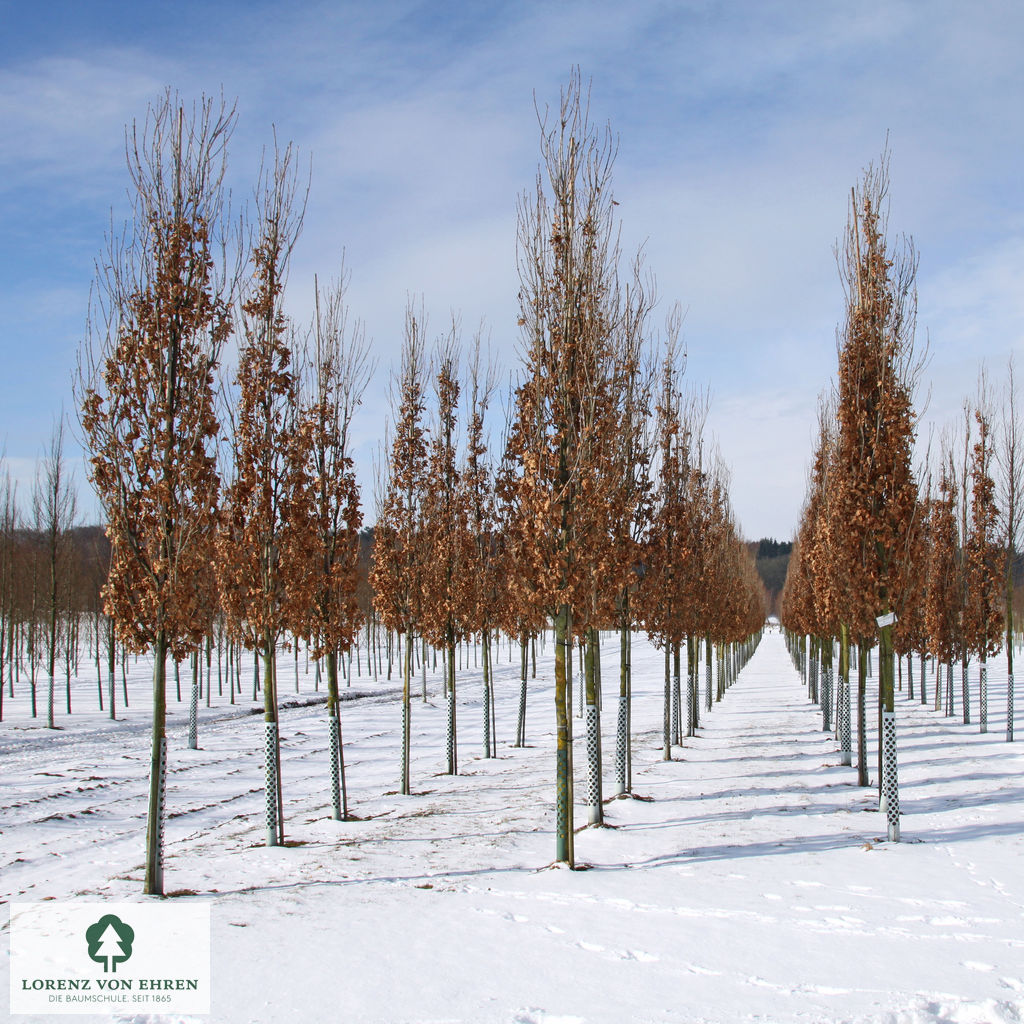 Quercus robur 'Fastigiata Koster'