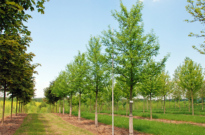 Liquidambar styraciflua Worpelsdon