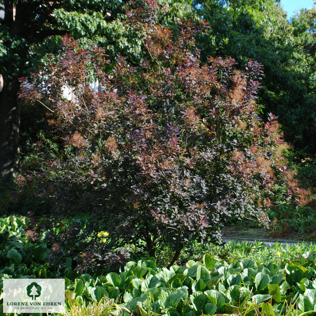Cotinus coggygria 'Royal Purple'