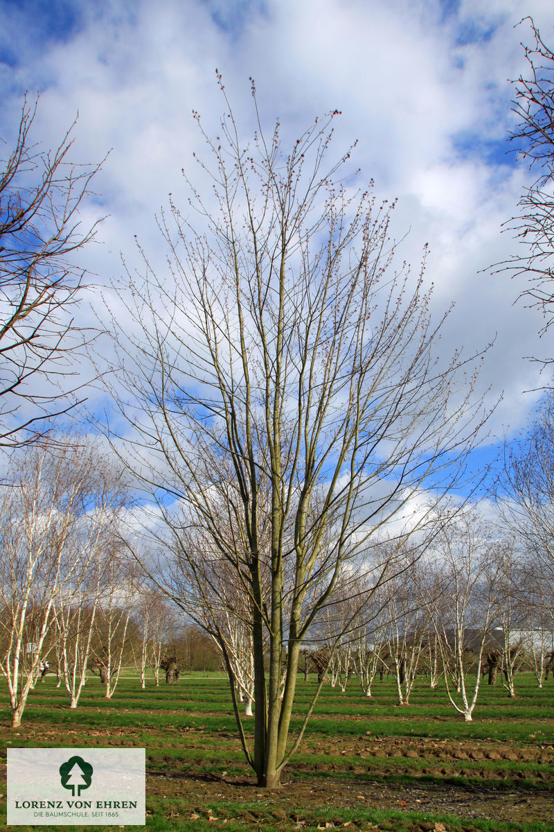 Acer freemanii 'Autumn Blaze'