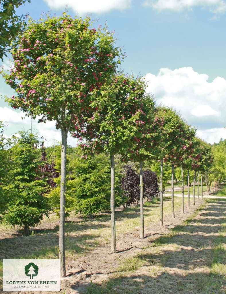 Crataegus laevigata 'Paul's Scarlet'