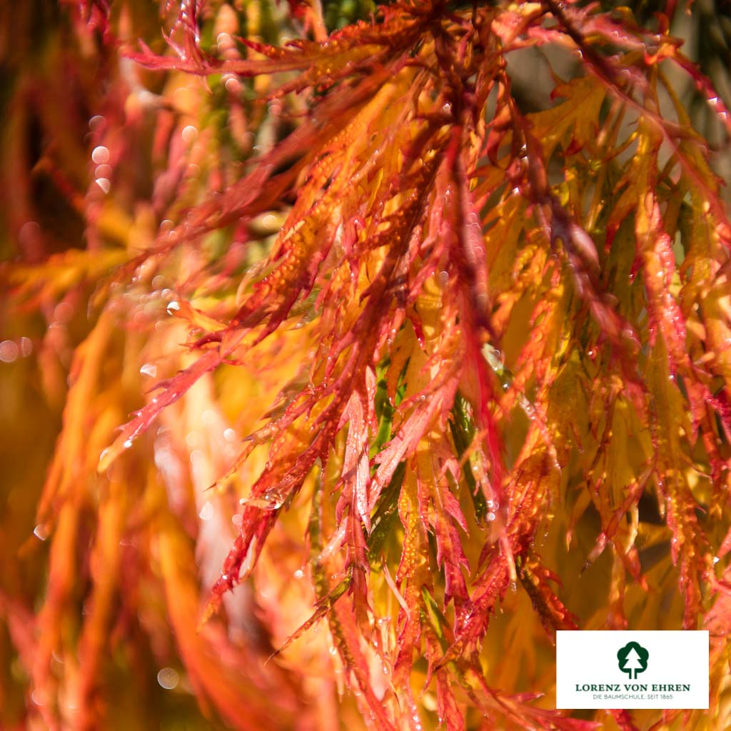 Acer palmatum 'Dissectum' Unikat