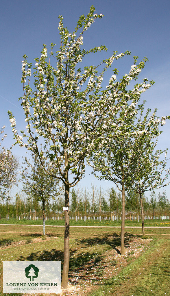 Malus domestica 'Jakob Fischer'