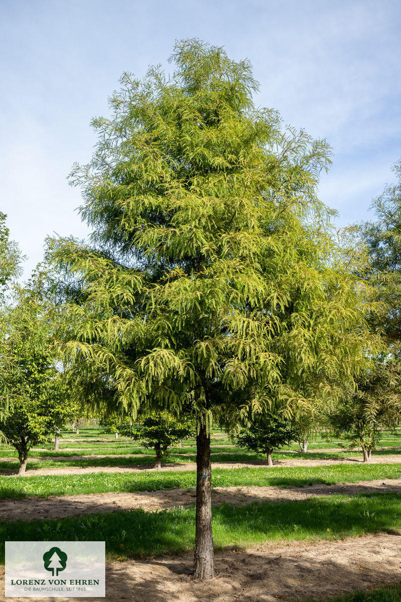 Taxodium distichum