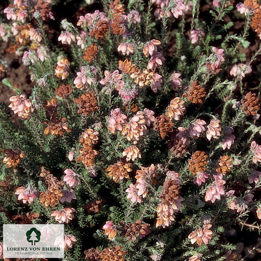 Erica tetralix 'Helma'