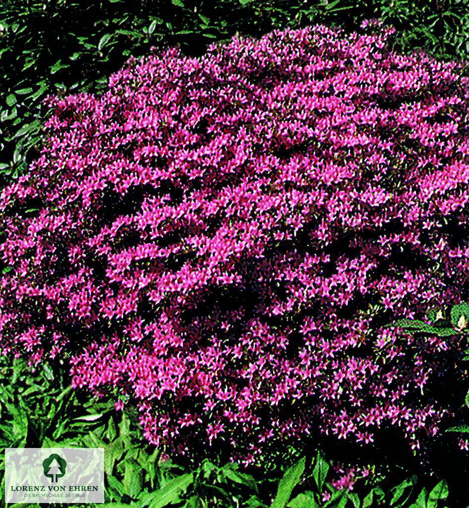 Rhododendron Japanische Azalee 'Hatsugiri'