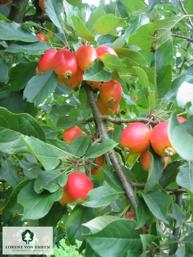 Malus 'John Downie'