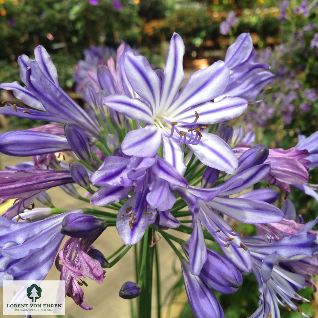 Agapanthus umbellatus ovatus