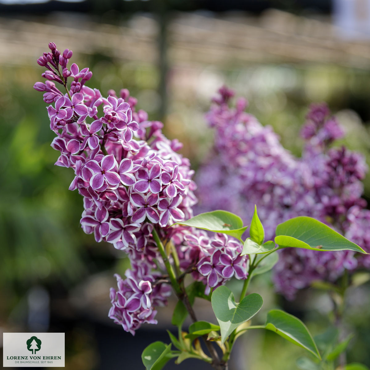 Syringa vulgaris 'Sensation'