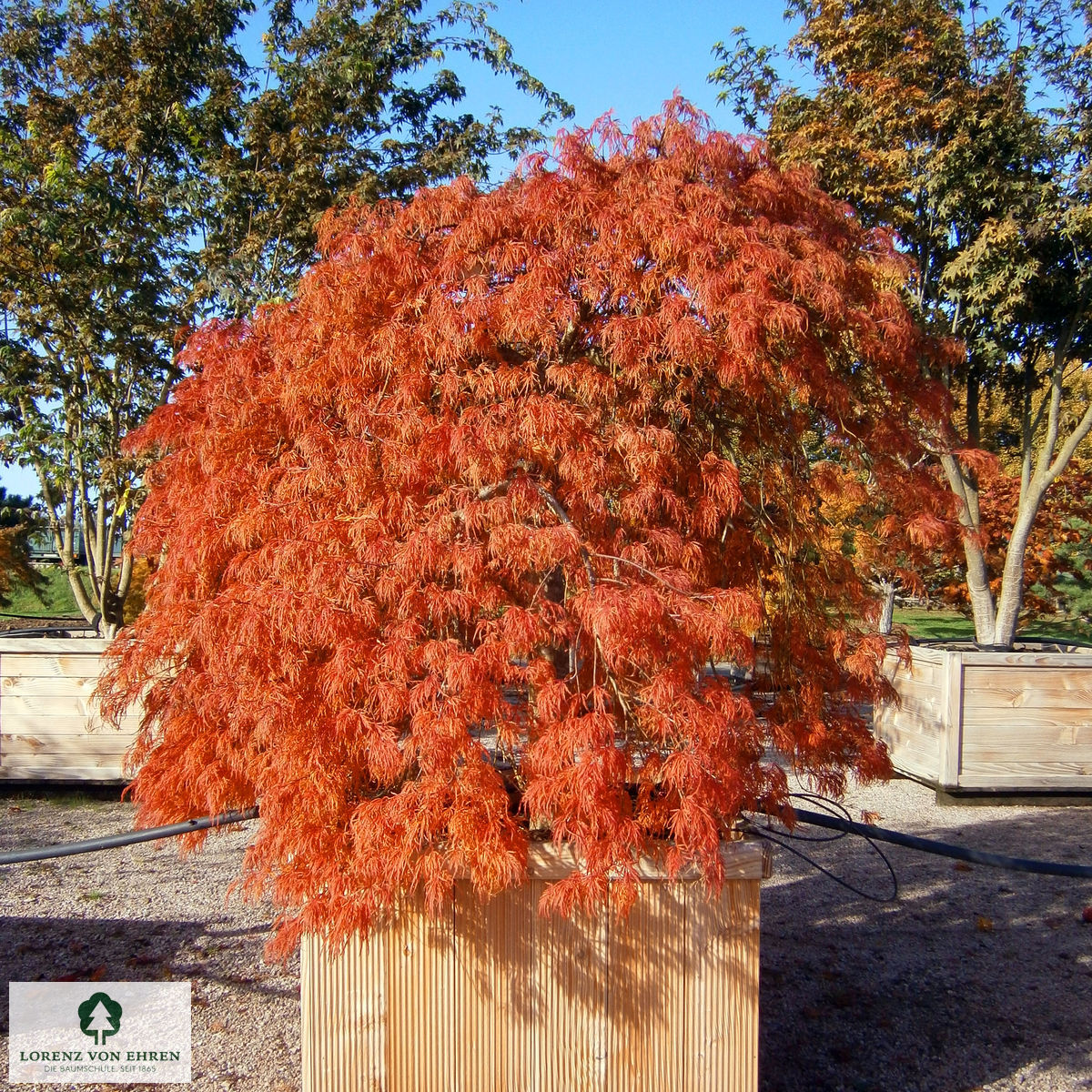 Acer palmatum 'Dissectum'