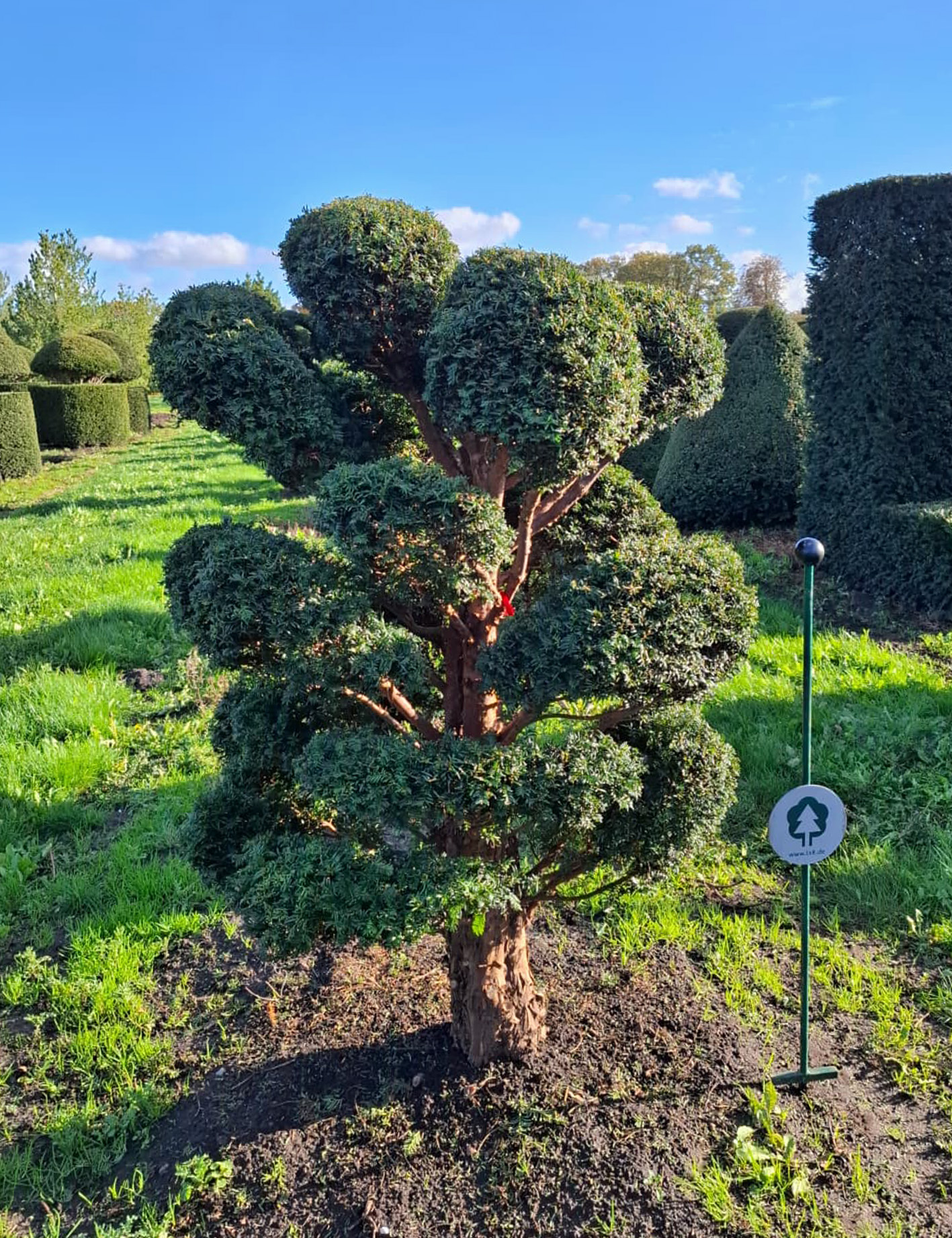 Grüner Baum