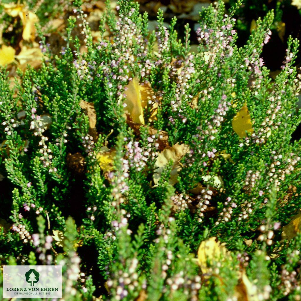 Calluna vulgaris 'Spring Torch'