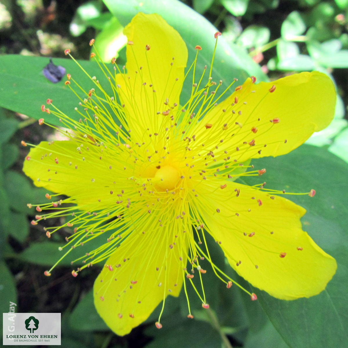 Hypericum calycinum