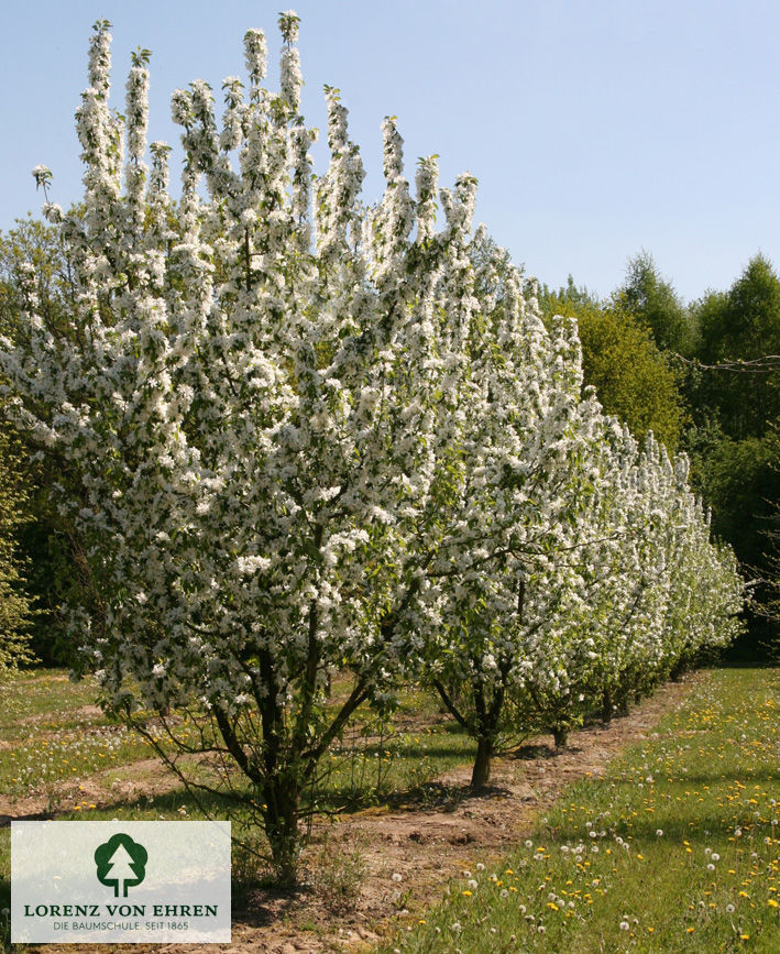 Malus 'John Downie'