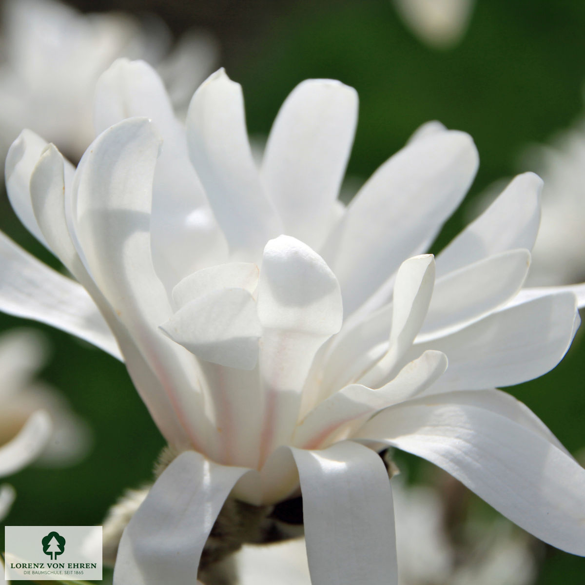 Magnolia stellata