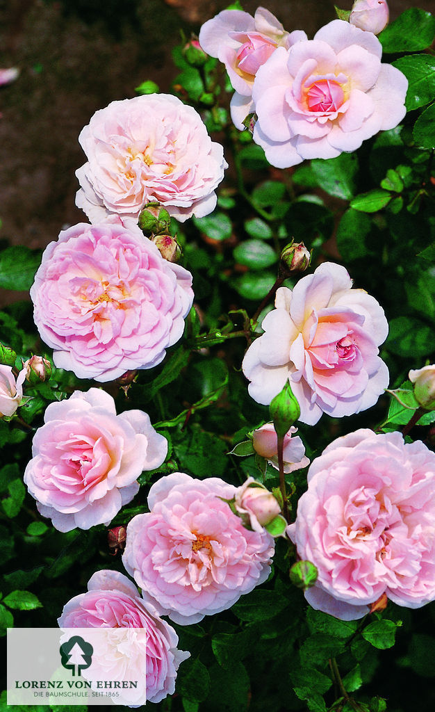 Rosa 'Lovely Meidiland'