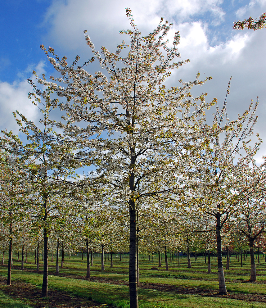 Baum mit weißer Blüte