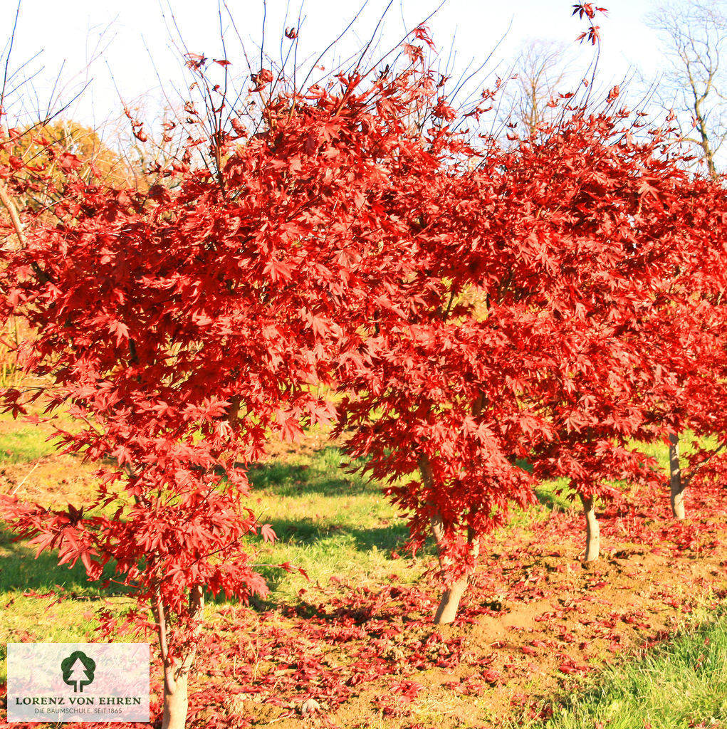 Acer palmatum 'Fireglow'