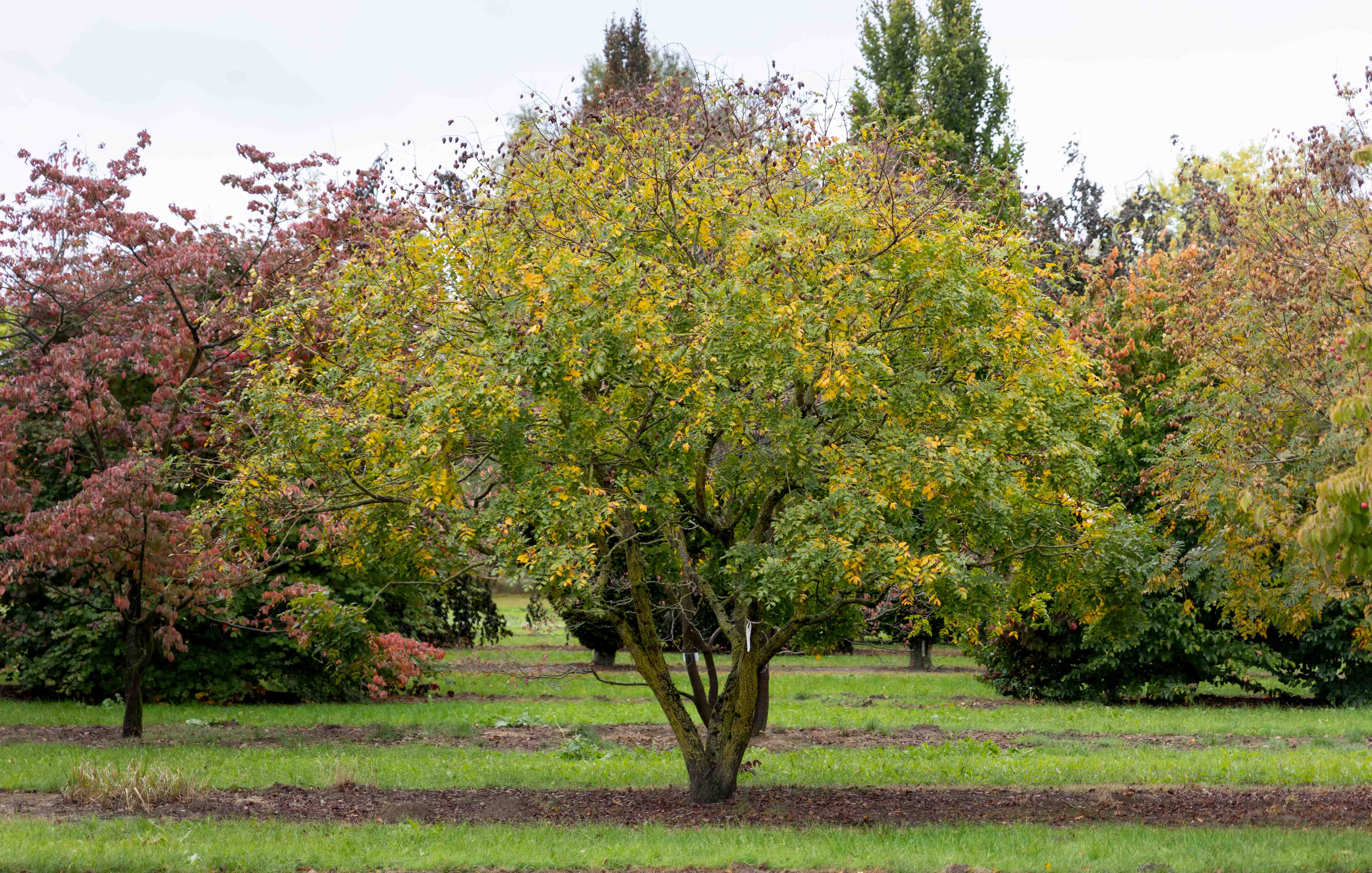 Traumhafter Baum Blasenesche