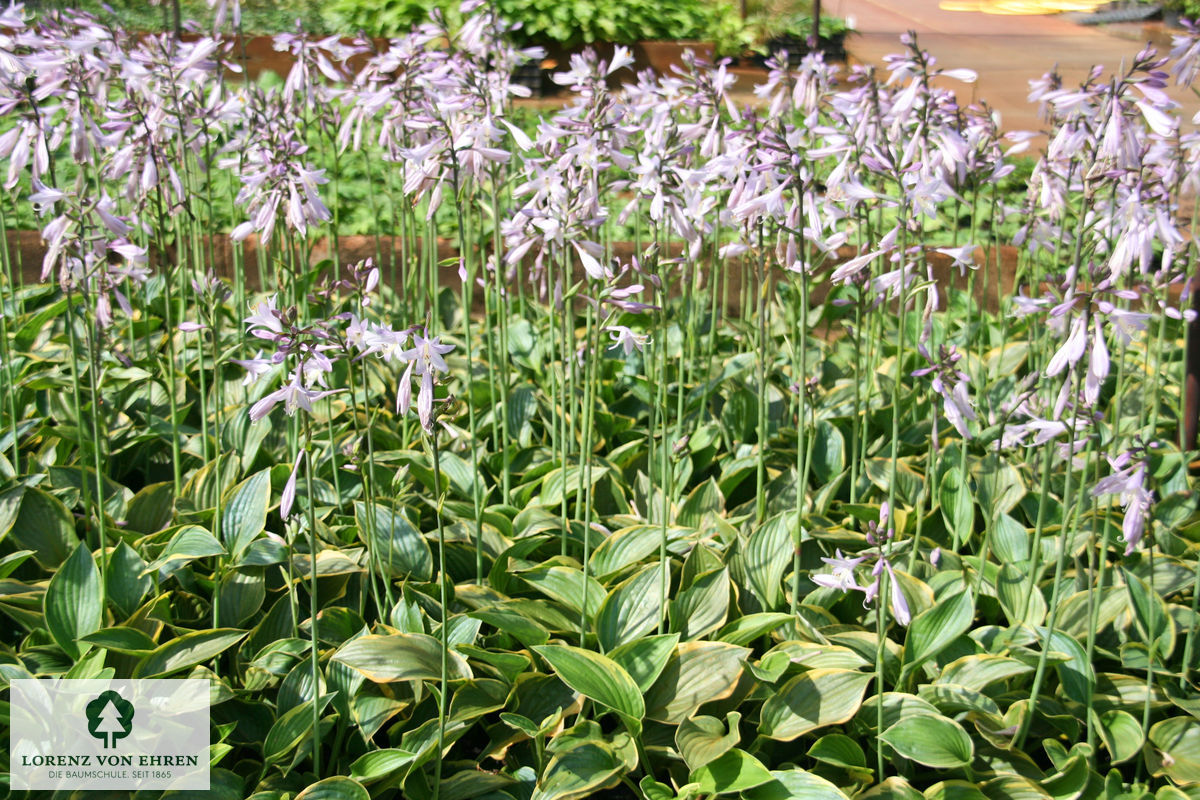 Hosta 'Fortunei Aureomarginata'