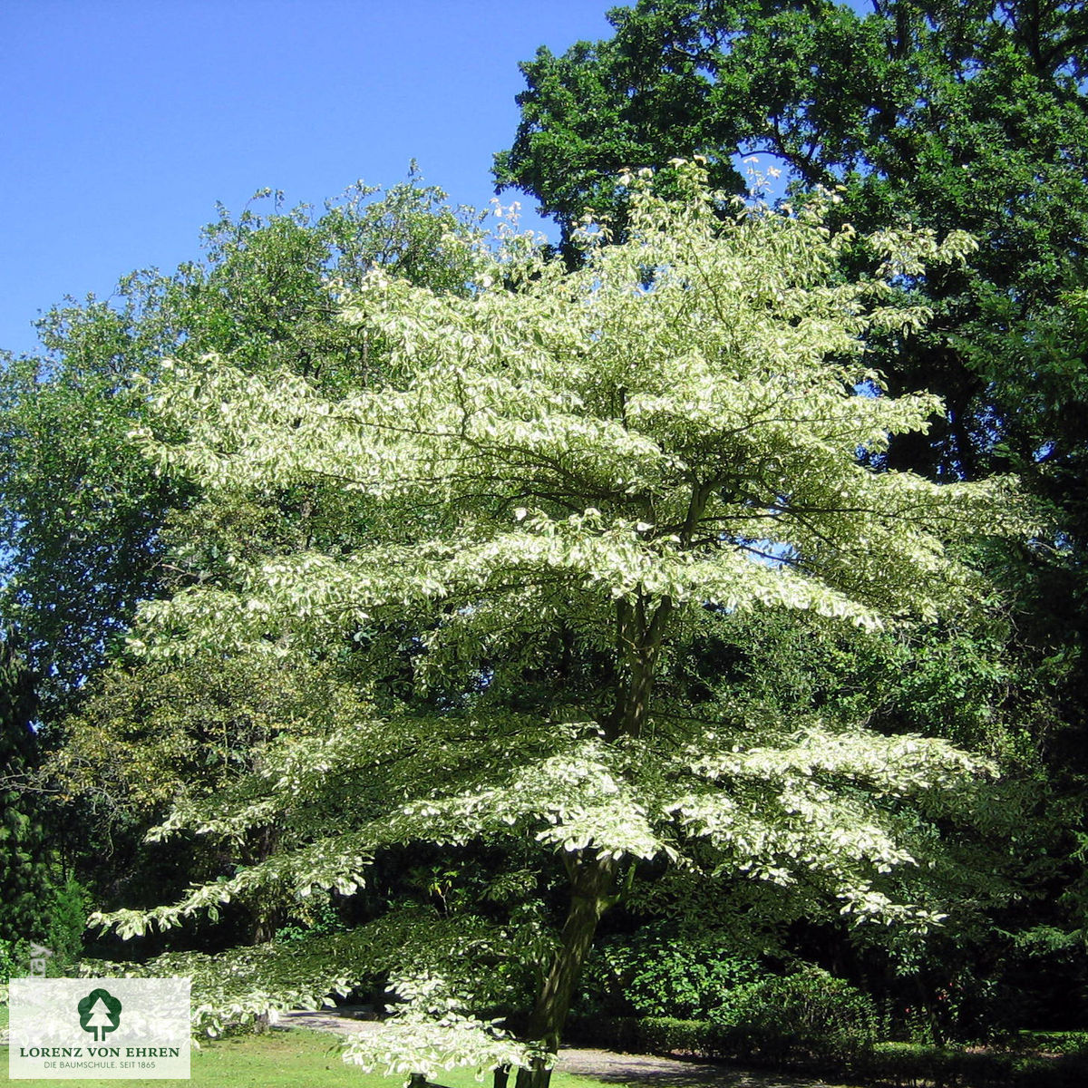 Cornus controversa 'Variegata'