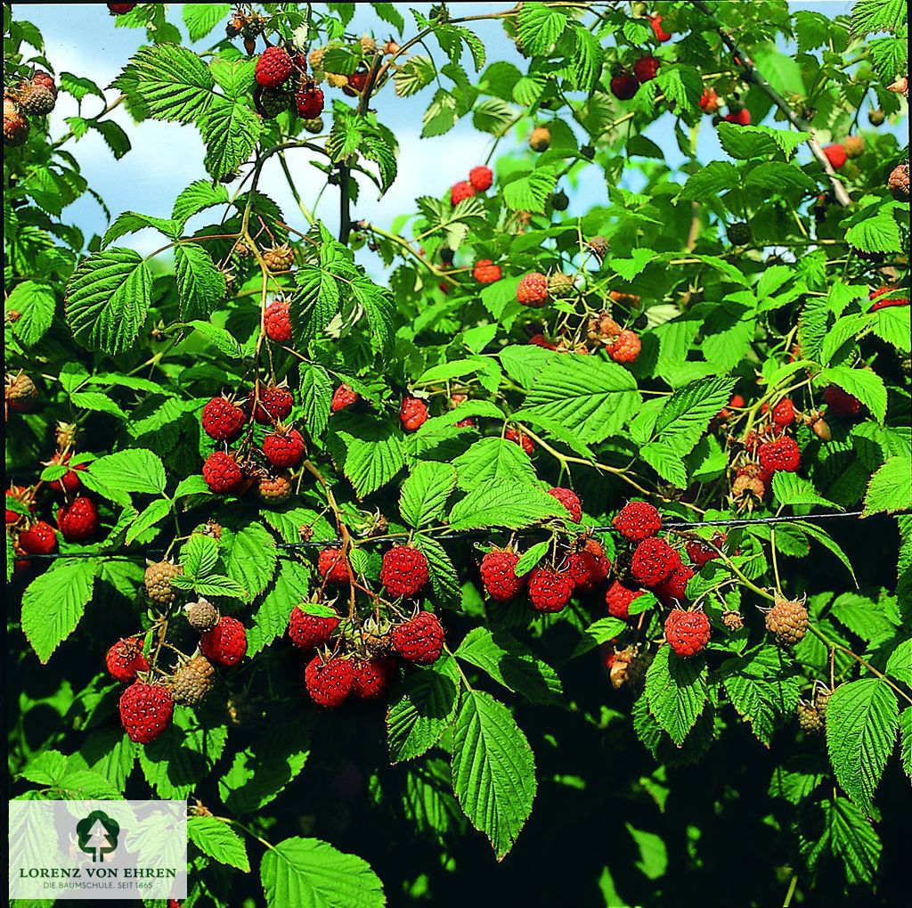 Rubus idaeus 'Himbostar'