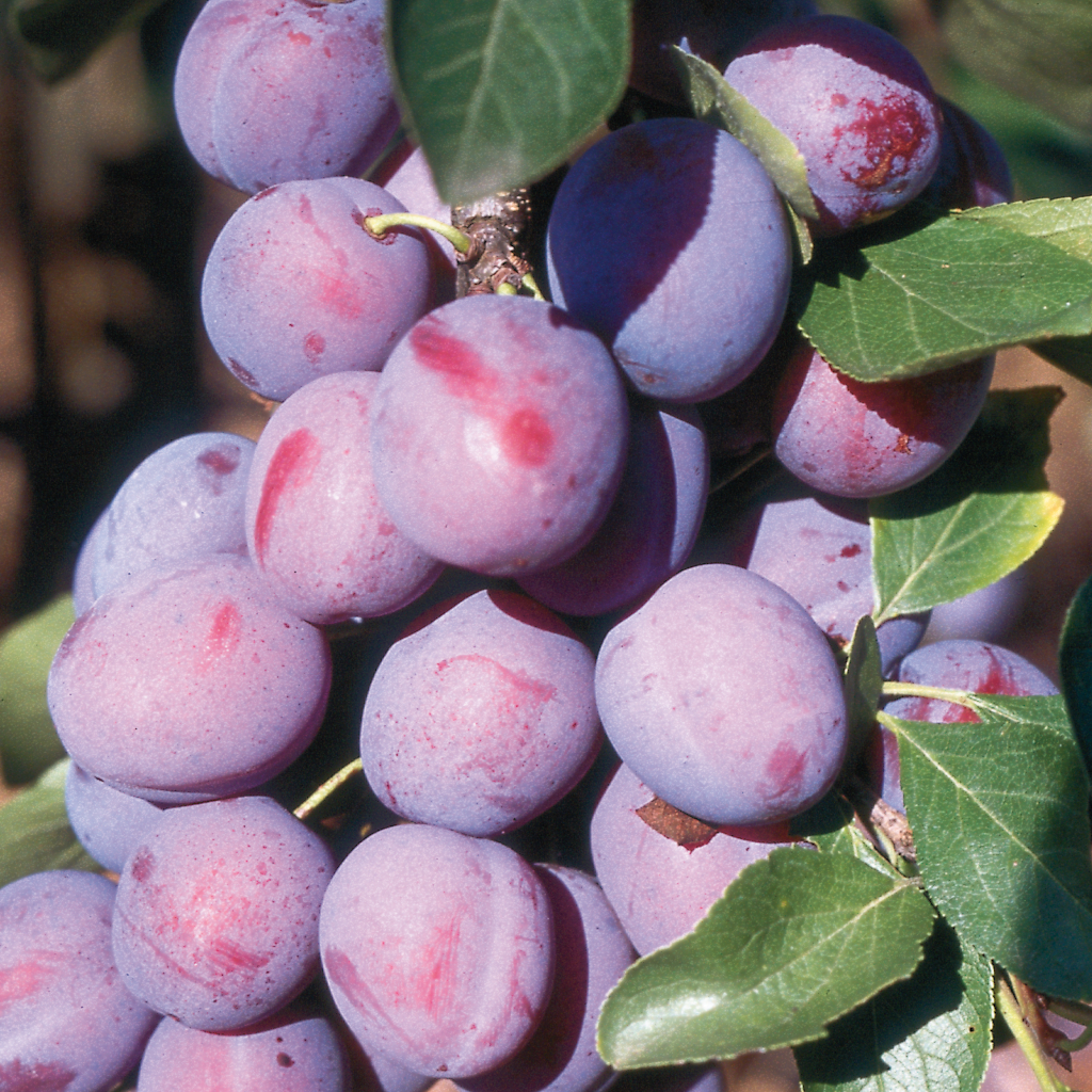 Die Frucht der Kultur-Plaume Prunus domestica Koenigin Viktoria