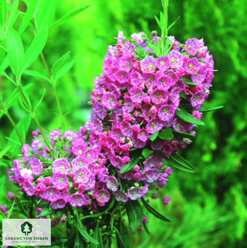 Kalmia angustifolia 'Rubra'