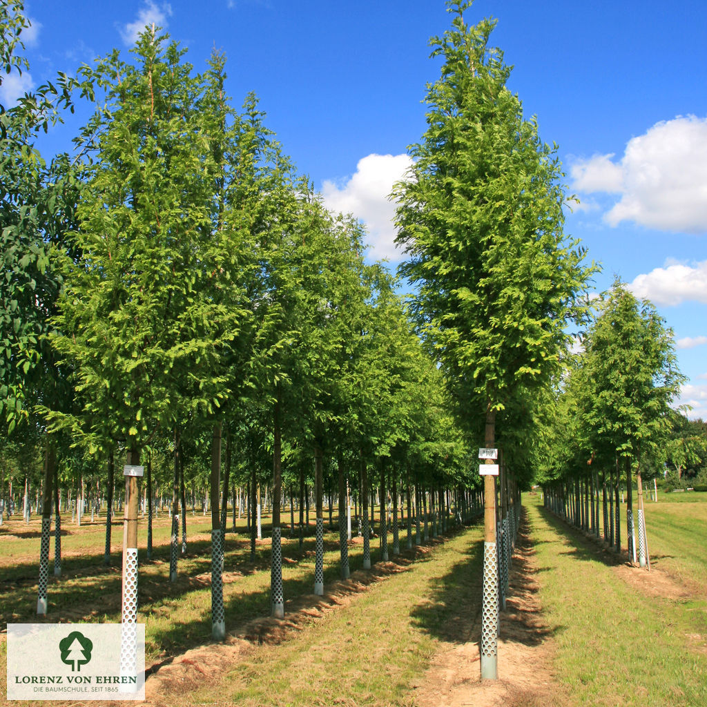 Metasequoia glyptostroboides