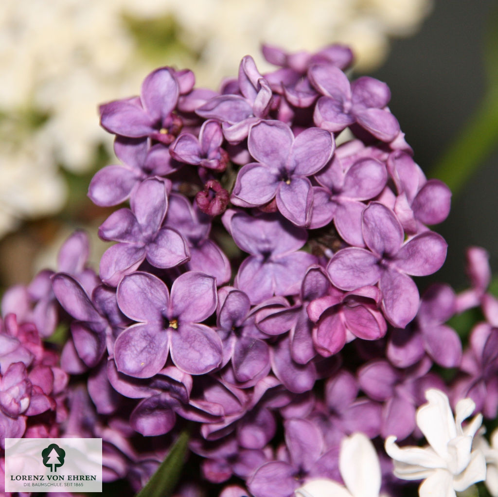 Syringa vulgaris 'Andenken an Ludwig Späth'