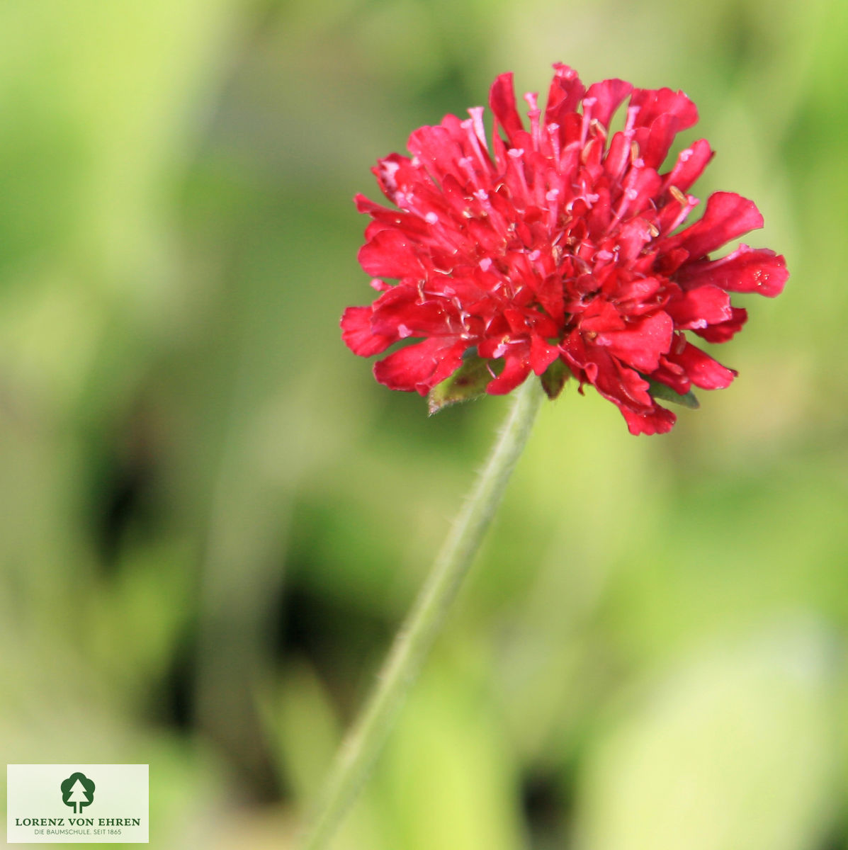 Knautia macedonica 'Mars Midget'