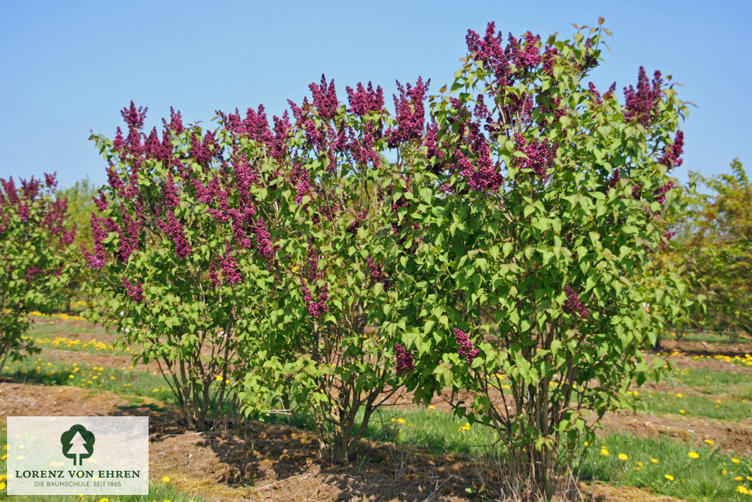 Syringa vulgaris 'Charles Joly'