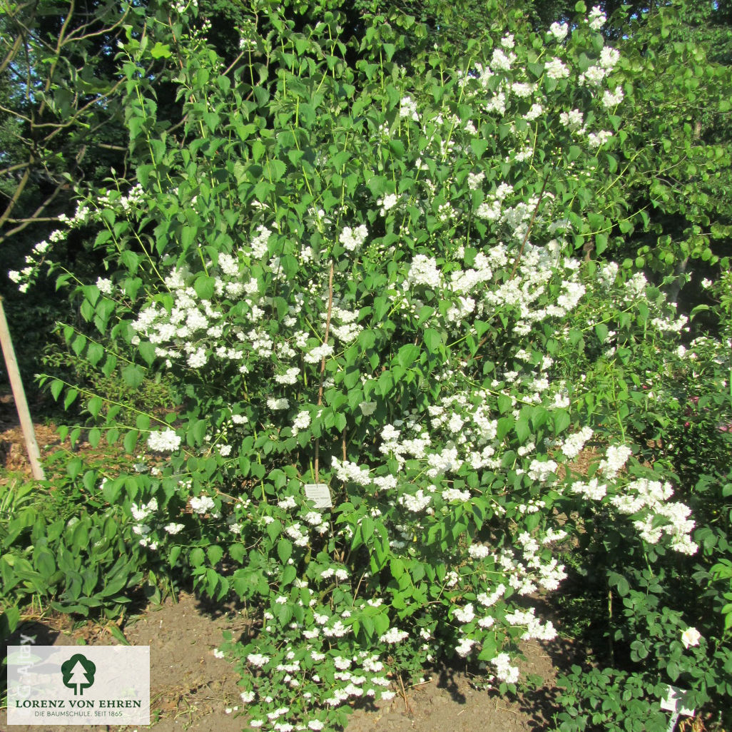 Philadelphus 'Schneesturm'