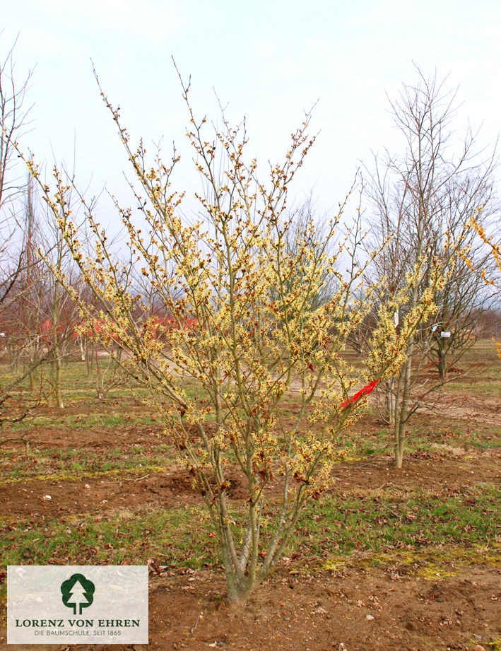 Hamamelis intermedia 'Pallida'