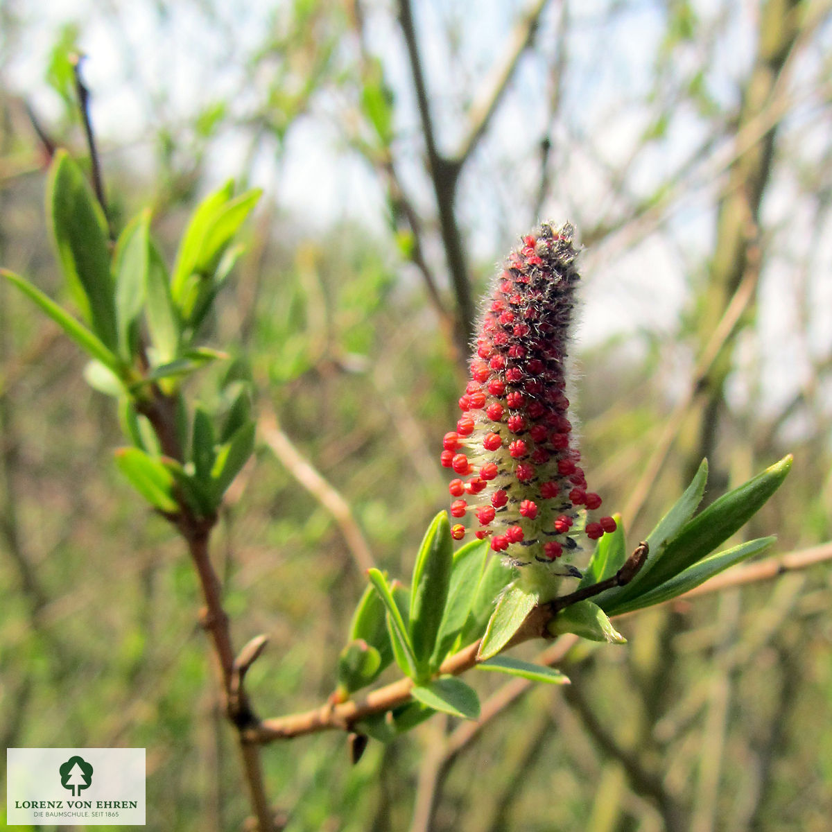 Salix purpurea 'Pendula'