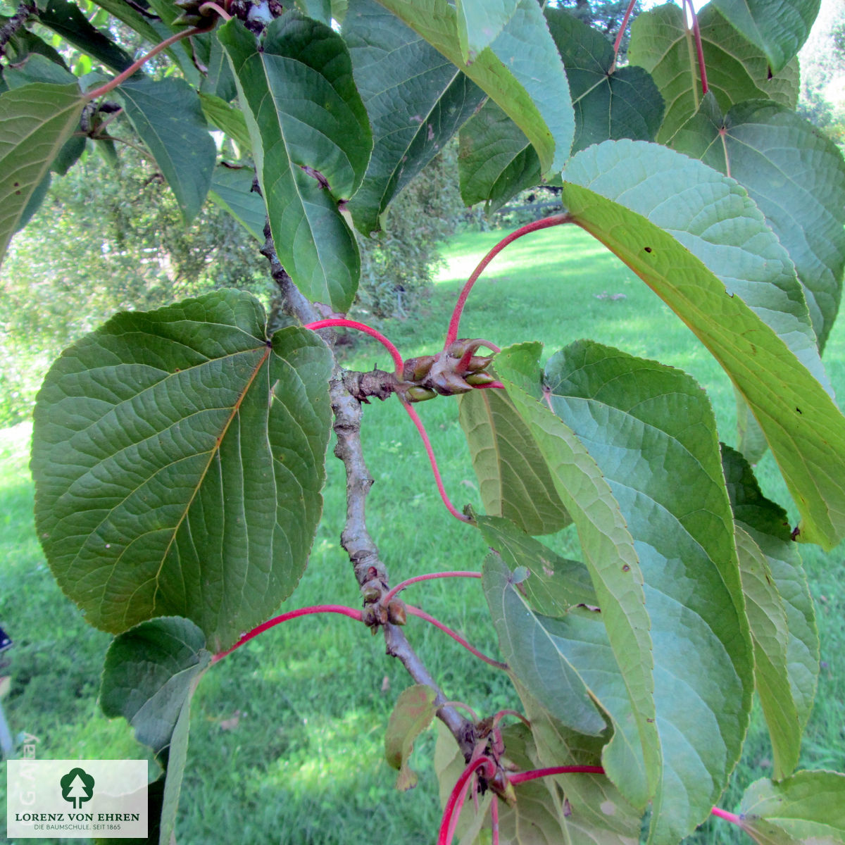 Populus lasiocarpa