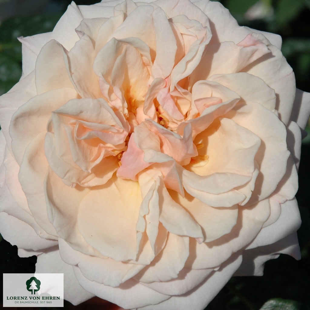 Rosa 'Penny Lane'