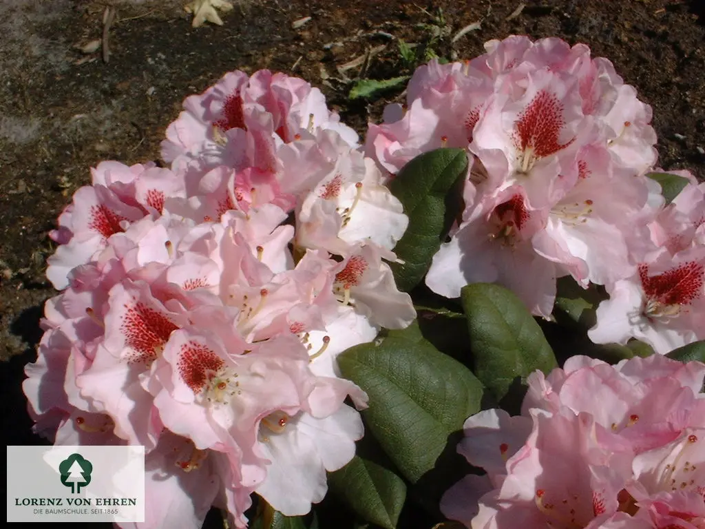 Rhododendron yakushimanum 'Nicoletta'
