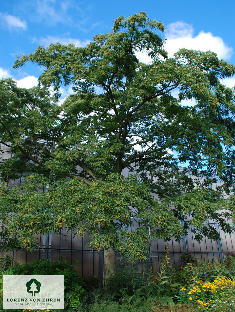 Phellodendron amurense