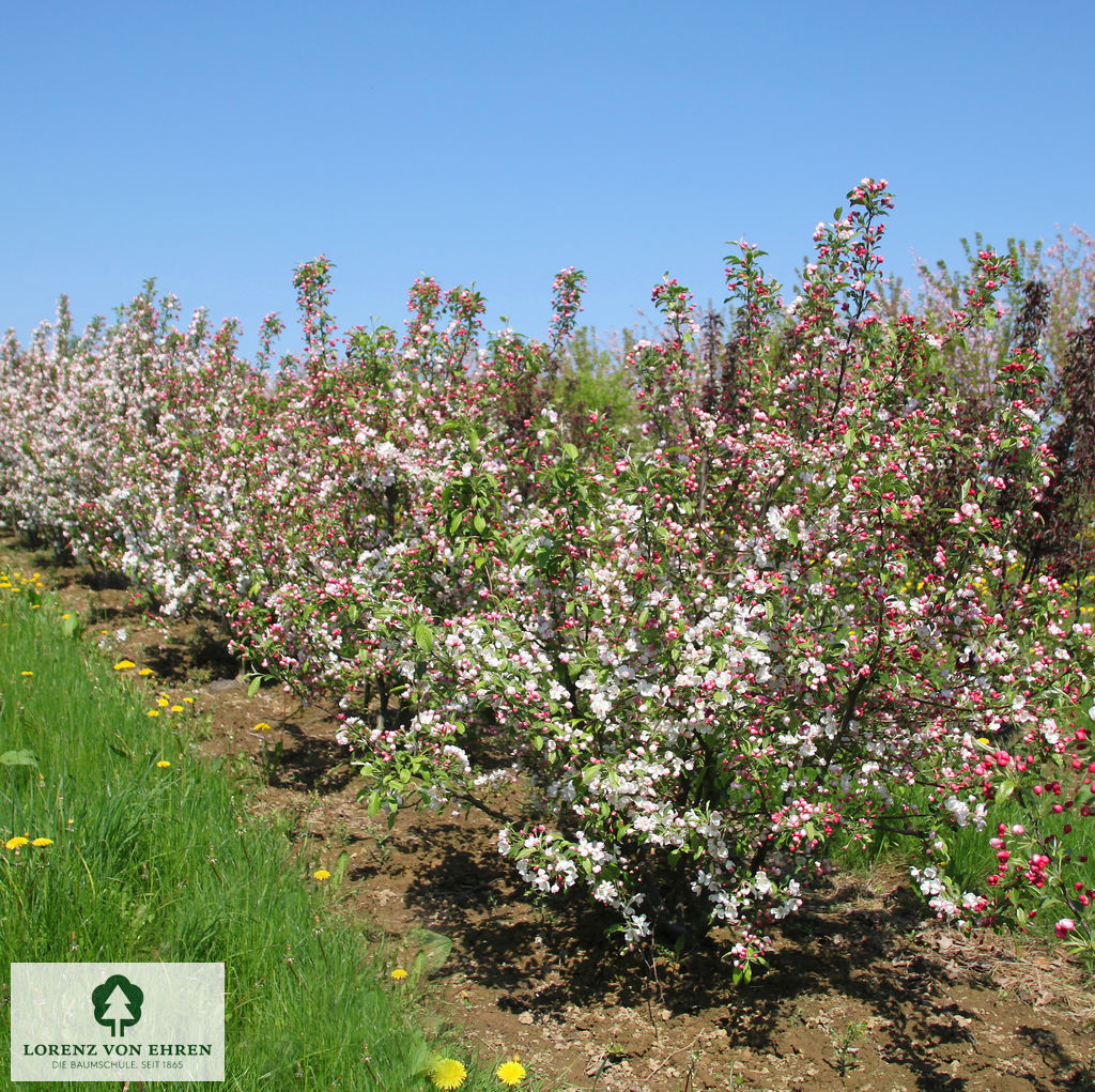 Malus 'David'