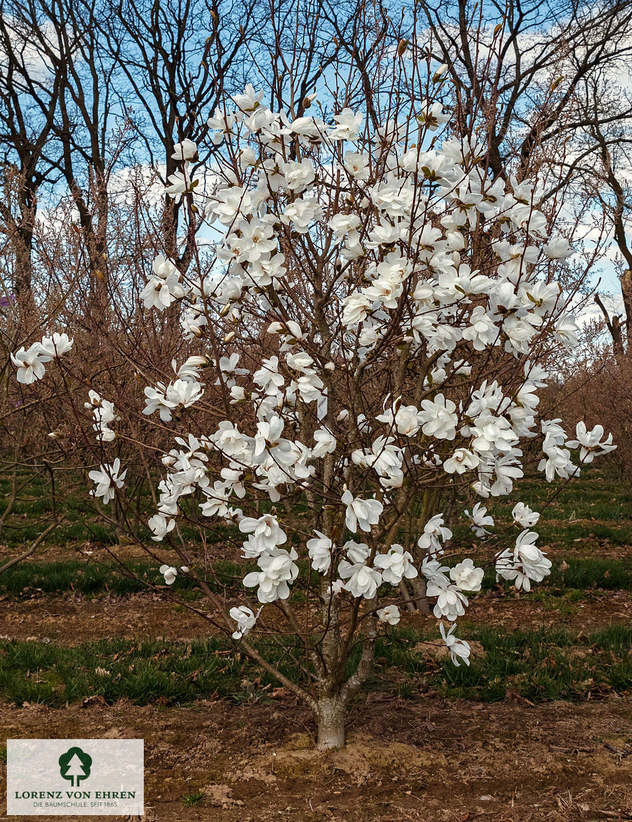 Magnolia loebneri 'Merrill'