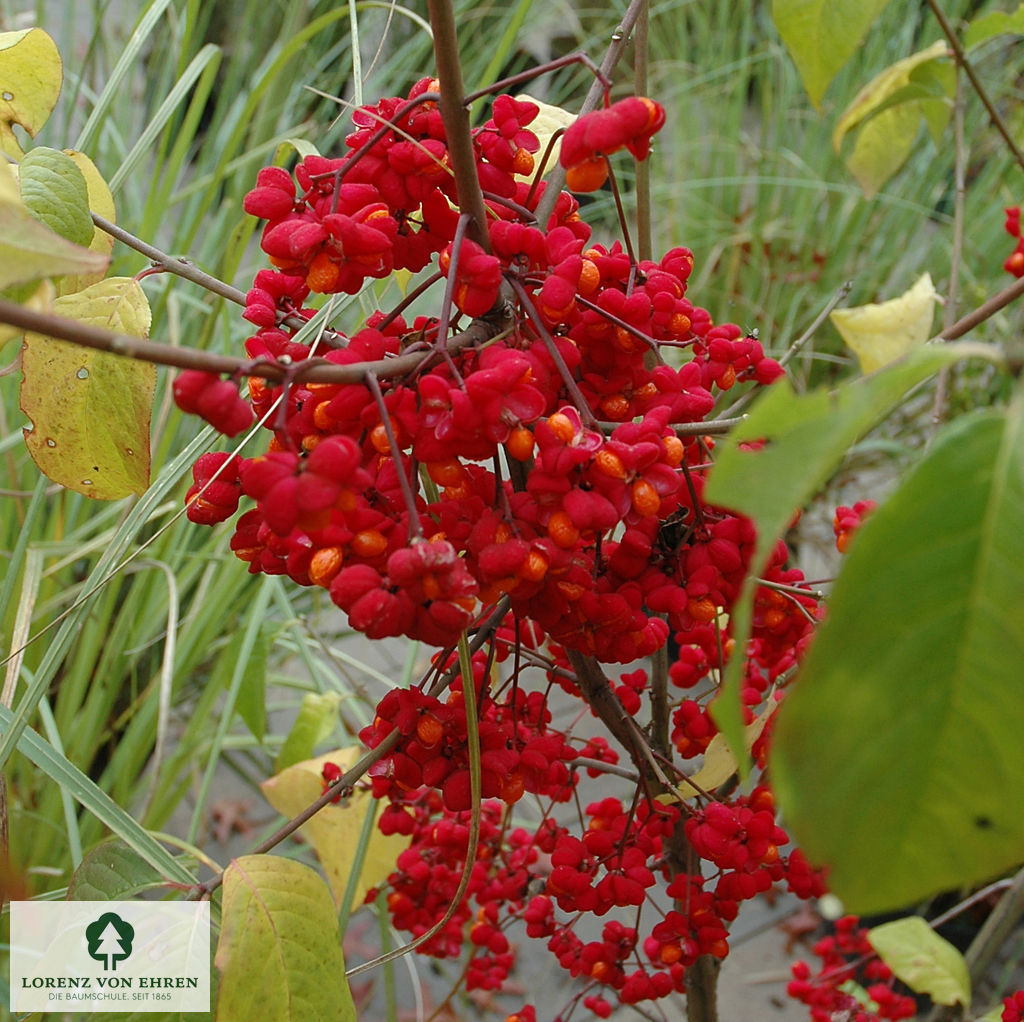 Euonymus europaeus 'Red Cascade'