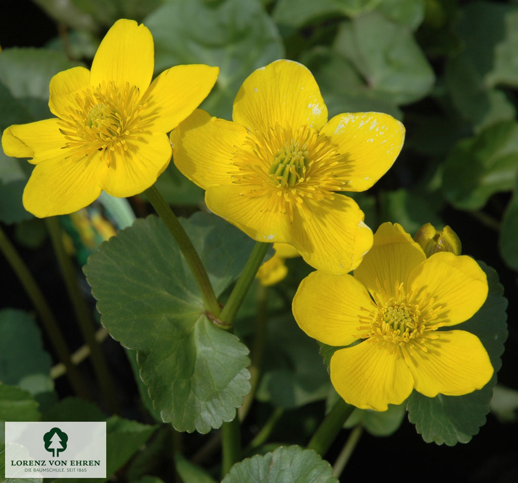 Caltha palustris